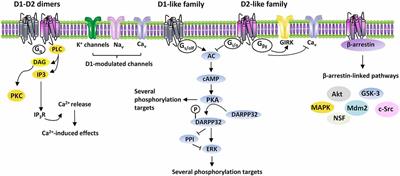 Current Concepts on the Physiopathological Relevance of Dopaminergic Receptors